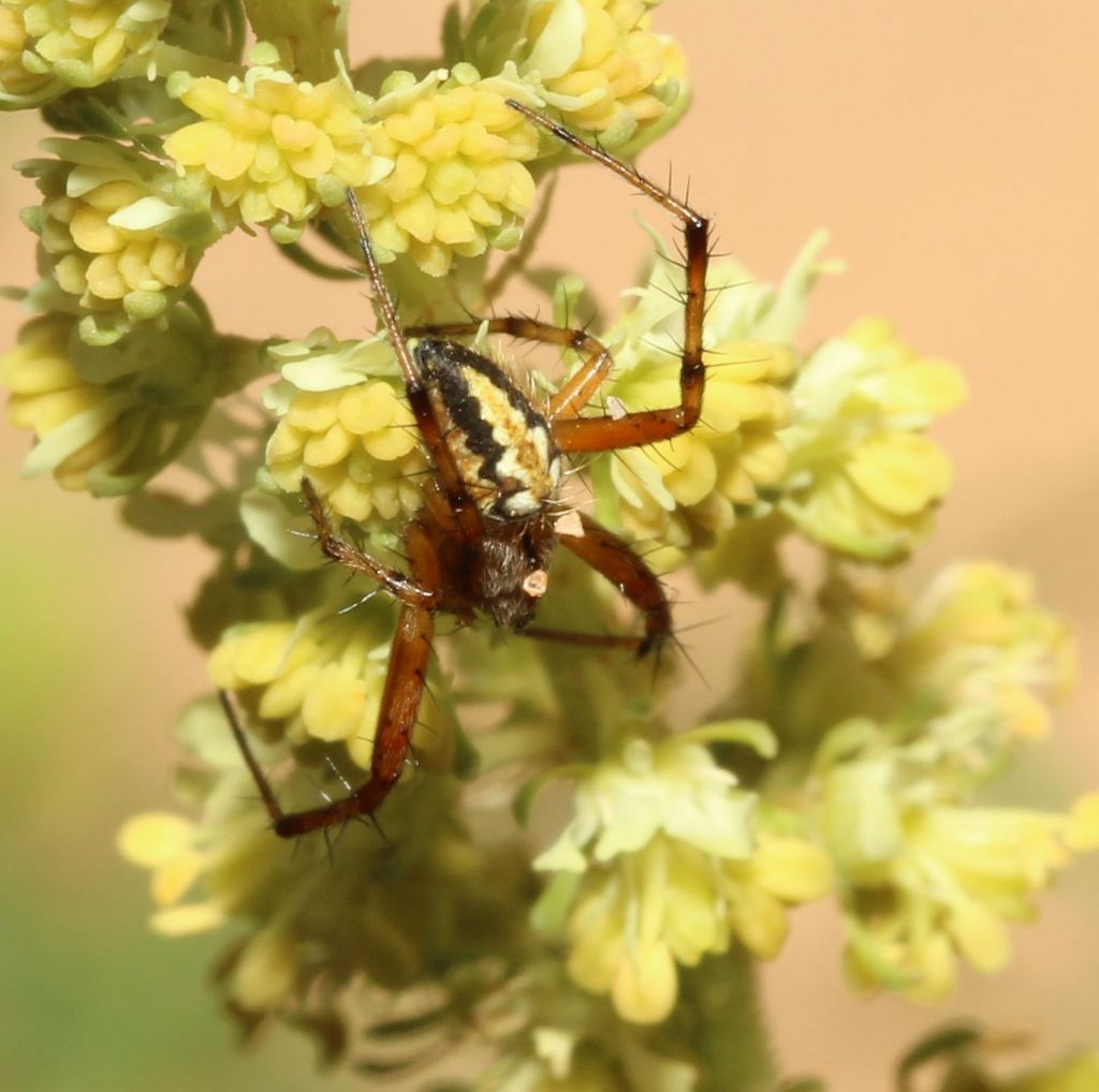 Neoscona adianta?